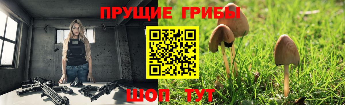 Псилоцибиновые грибы GOLDEN TEACHER  Псилоцибиновые грибы GOLDEN TEACHER  где купить наркотик  Вход с VPN  Можга 